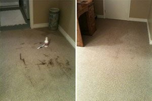 Area Rug Cleaning