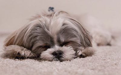 How to Remove Pet Stains and Odours From Carpet