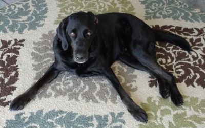 How To Clean Carpets In A Pet-Friendly Home