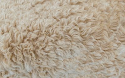 How To Fix Water Damaged Carpeting