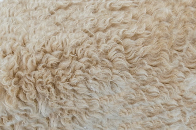 How To Fix Water Damaged Carpeting